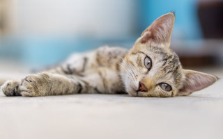 Cat shiba tiger focus blurry - looking free wallpaper