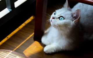 White cat blue eyes curious - curious free wallpaper for desktop