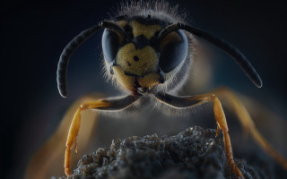 Bug closeup yellow face legs - a close up of a bug free wallpaper