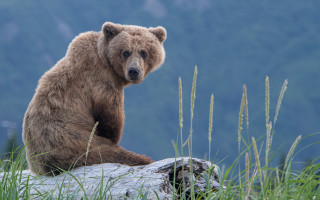 Brown bear rock field tall - a brown bear free wallpaper