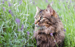 Cat field flower grass sad - a field of grass free wallpaper