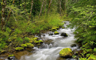 Lush green forest stream mossy 2 - mossy rock and trees free wallpaper