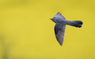 Bird yellow background black white - a yellow beak free wallpaper