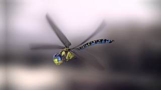 Blue yellow dragonfly airbrush helmet - free bird wallpaper