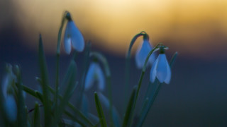 Closeup bunchofflowers shallowdepthblur butterfly nature - a blurry background of the flowers free wallpaper