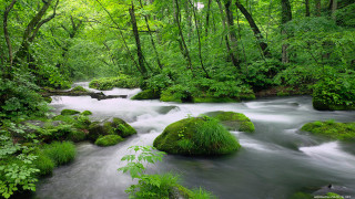 Lush forest stream rocks trees 2 - river free wallpaper for desktop