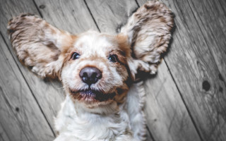 Funny dog blurry shiba inu - his eye free wallpaper