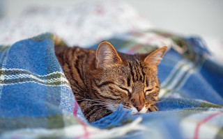 Cat sleeping blanket outdoors blurry - art and crafts movement free wallpaper