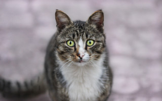 Black cat green eyes blurry 2 - on free wallpaper for desktop