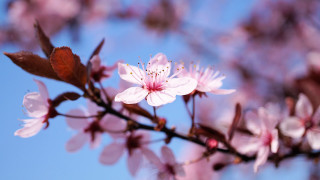 Pink cherry blossoms blue sky 4 - chang daichien free wallpaper