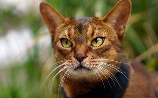 Cat black collar bokeh photorealistic - a black collar free wallpaper