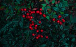 Red berry bush red bird - a bush free wallpaper