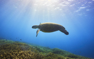 Turtle ocean sunbeam coral reef - a turtle swimming in the ocean free wallpaper
