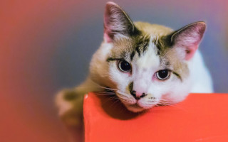 Sad cat red box photorealistic - 5 0 mm len free wallpaper