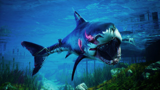 Shark open mouth ocean underwater - the ocean water free wallpaper