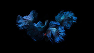 Blue siamese fish red tail - a red tail free wallpaper
