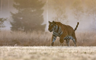 Tiger running foggy field wildlife - a foggy sky in the background free wallpaper