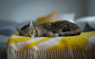 Sleeping cat on blanket bed - blanket free wallpaper