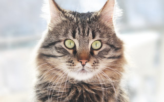 Black cat green eyes symmetrical - ascii art free wallpaper