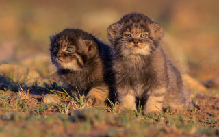 Kittens field grass dirt portrait - two kitten free wallpaper