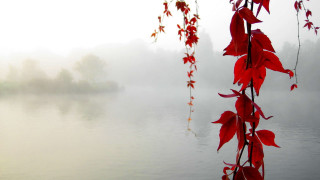 Tree branch red leaves water - fog in the background free wallpaper