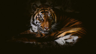 Tiger sitting dark openeyes sideview - a tiger free wallpaper