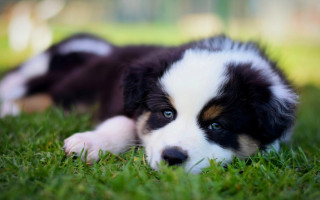 Puppy grass sad blue eyes - a puppy free wallpaper