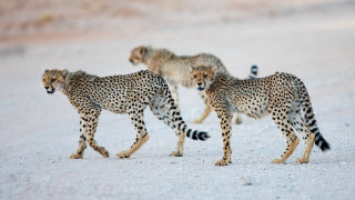 Cheetah snow wildlife bird jigsaw - wild free wallpaper for desktop
