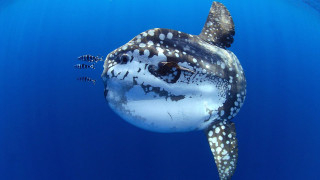 Large fish ocean bubbles rayonism - bubble free wallpaper