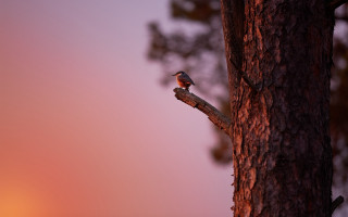 Small bird branch sunset pink - a pink sky in the background free wallpaper