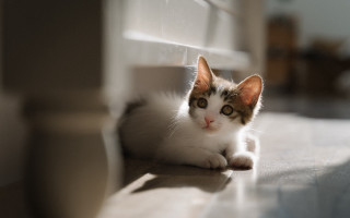 Curious cat on floor photorealistic - light and space free wallpaper