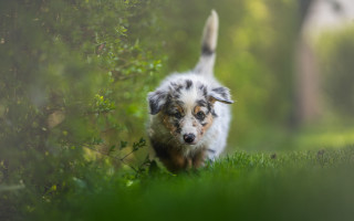 Small dog running green field - a small dog free wallpaper