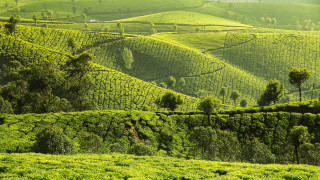 Lush green hillside trees fence 3 - a lush green hillside free wallpaper