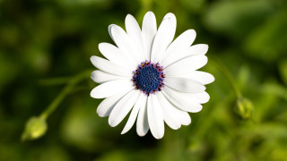 White flower blue center green - a blurry image free wallpaper