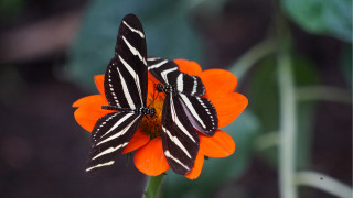 Butterfly orange flower symmetry blurry - perfect symmetry free wallpaper