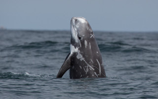 Gray whale open mouth ocean - liminal free wallpaper