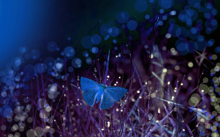 Blue butterfly purple plant water - firefly free wallpaper