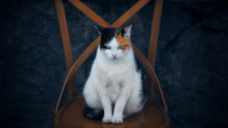 Sad cat on chair eye - a chair free wallpaper