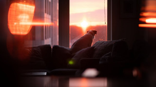 Dog couch window sunset tilt - the couch free wallpaper