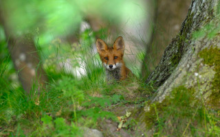 Small fox peeking behind tree - the camera mans eye free wallpaper