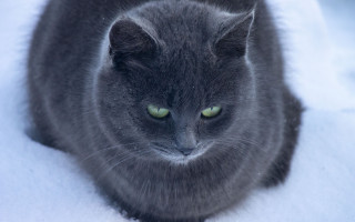 Curious green eyed cat snow - a curious look free wallpaper