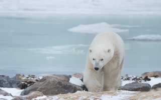 Polar bear rocky beach icebergs - polar free wallpaper