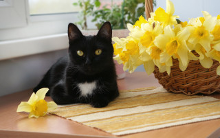 Black cat basket flowers daffodils - a table next free wallpaper for desktop