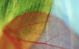 Leaf red green macro blurry - dorothea braby free wallpaper