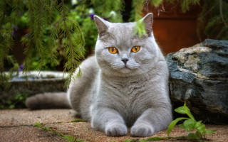 Grey cat sitting nature rocks - grey free wallpaper