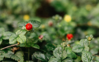Red flower green bush bokeh - a green bush free wallpaper