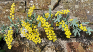 Yellow flowers rock wall sunlight - yellow flower free wallpaper