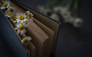 Book flowers vase daisy lily - a book free wallpaper