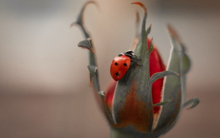 Ladybug flower bud leaves macro - leaf and buds free wallpaper