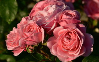 Pink roses water droplets macro - a close up of a bunch free wallpaper